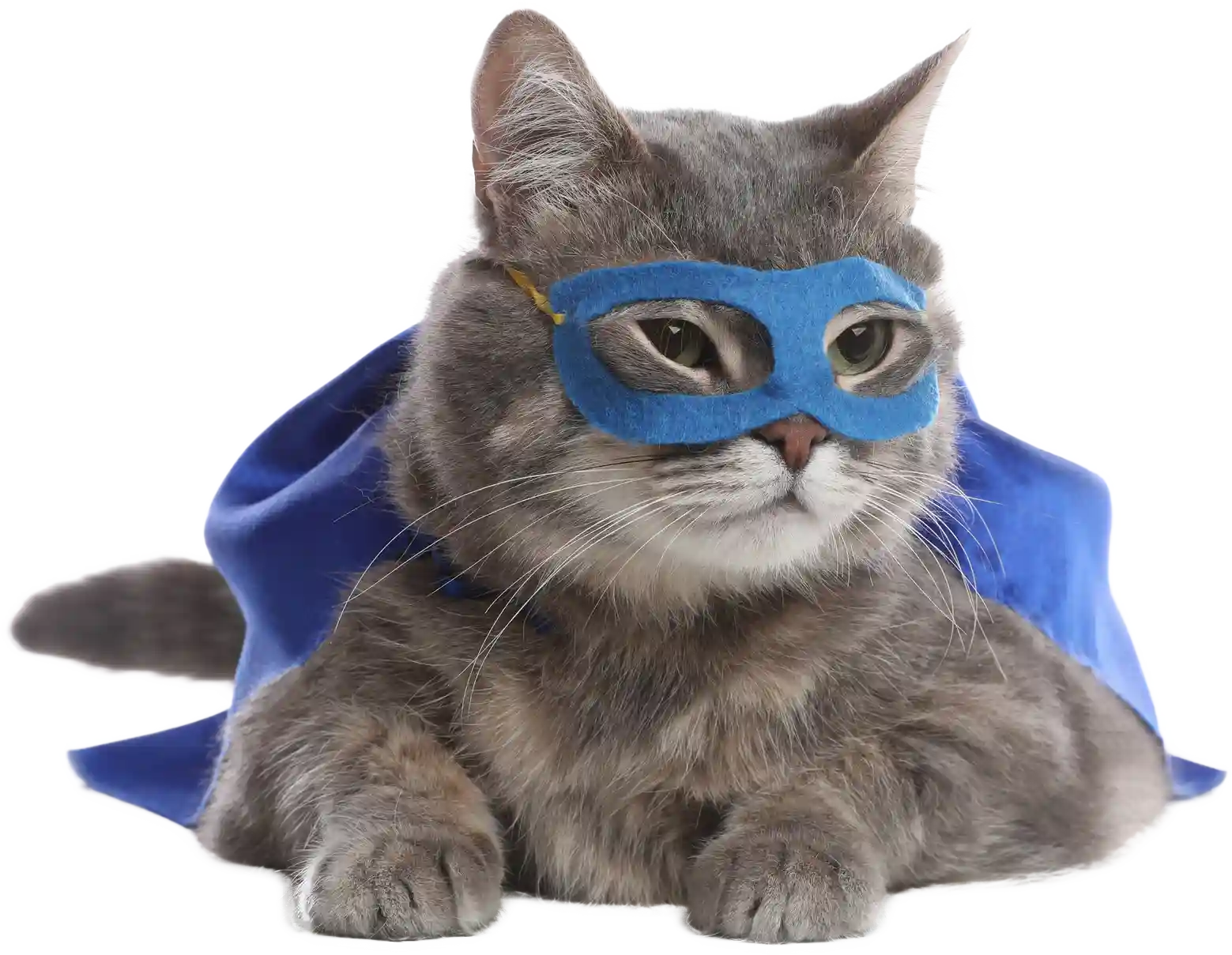 Super-Cat-lg-trnsp